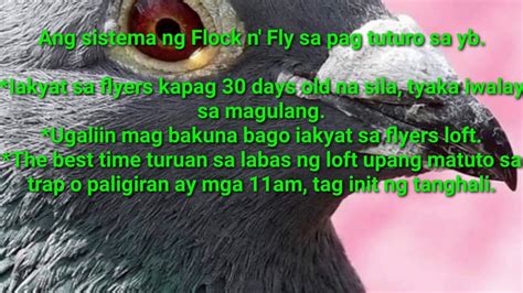 pampurga sa tuta|Flock n' Fly .